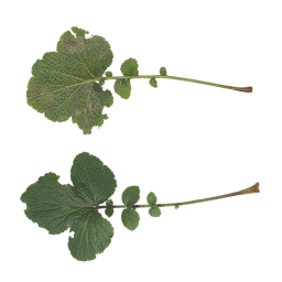Adult Leaves of Celandine