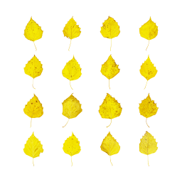 Gelbe Birkenblätter