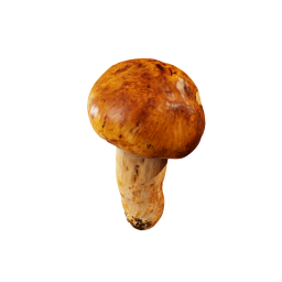 Yellow Edible Mushroom